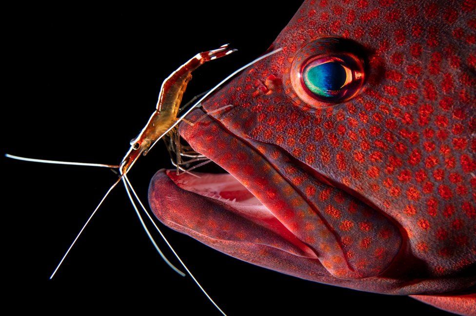 The grouper has dead skin, bacteria, and parasites cleaned by a shrimp
