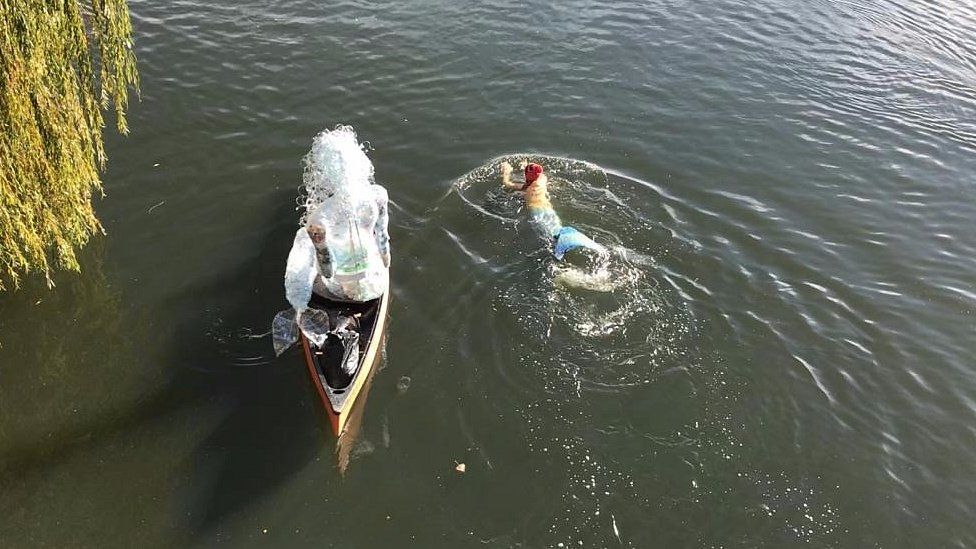 Drowning cow saved by 'mermaid' on 200mile swim BBC News