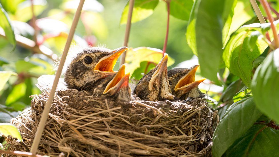 Birds-in-their-nest.