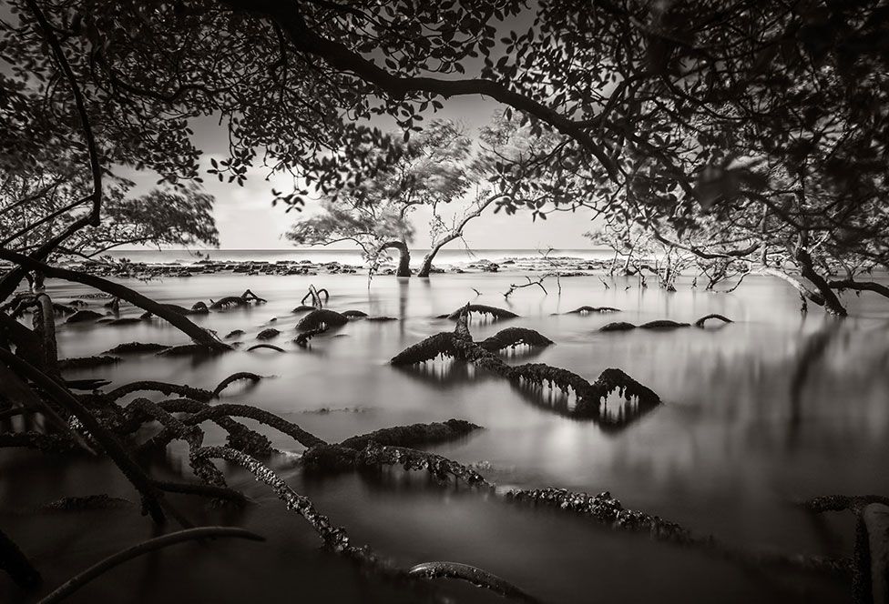A mangrove forest in Brazil