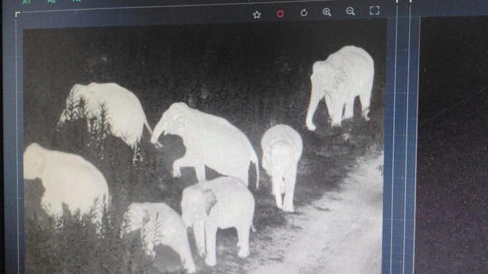 A thermal image of a herd of elephants seen on the system