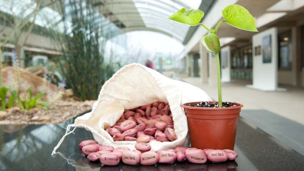Millennium Seed Bank seeds and baby plant