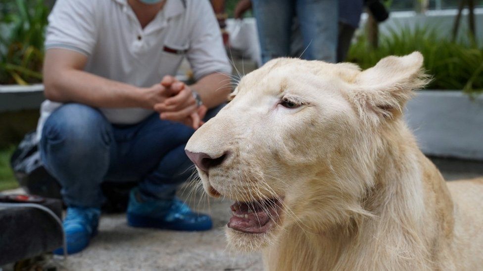 A confiscated pet lion poses with its owner in Cambodia