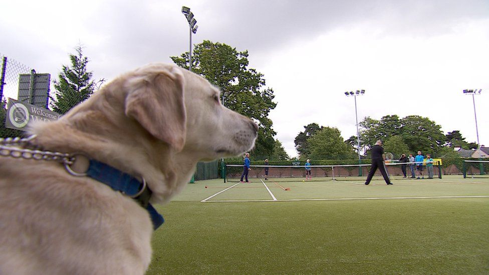 Guide dog watches tennis