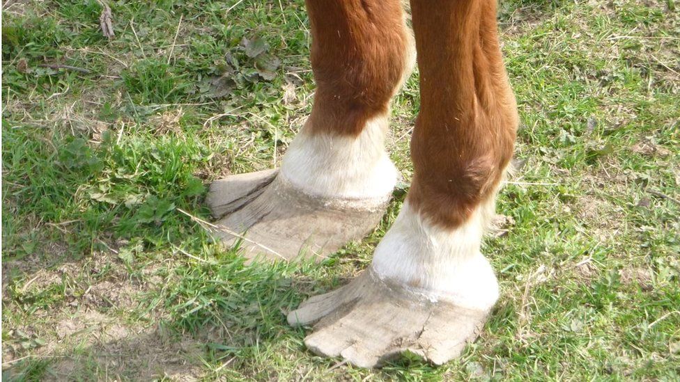 Leeds: Neglected horses ready to be rehomed after three year recovery ...