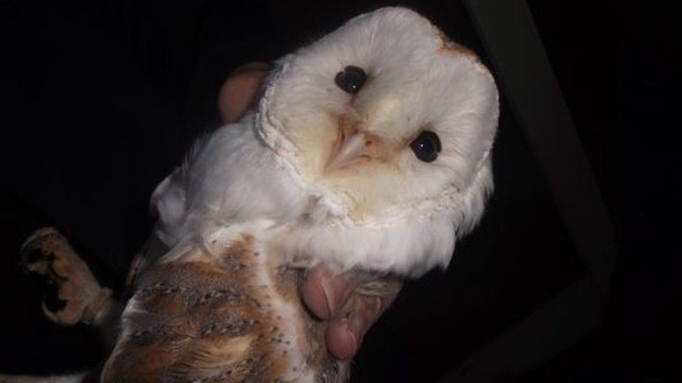 Barn owl illegally kept by Lee Wellings