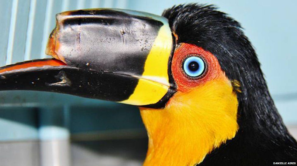 Mutilated toucan gets 3D-printed beak prosthesis - BBC News