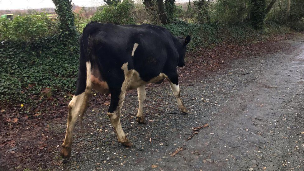 A cow walking on the side of the road