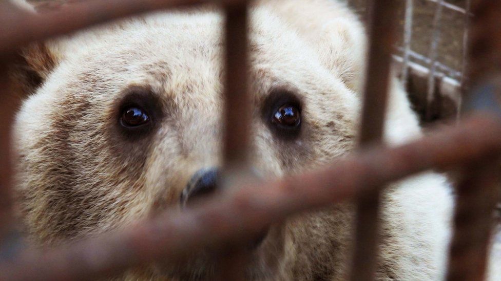 A caged bear