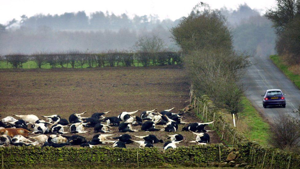 Slaughtered cattle