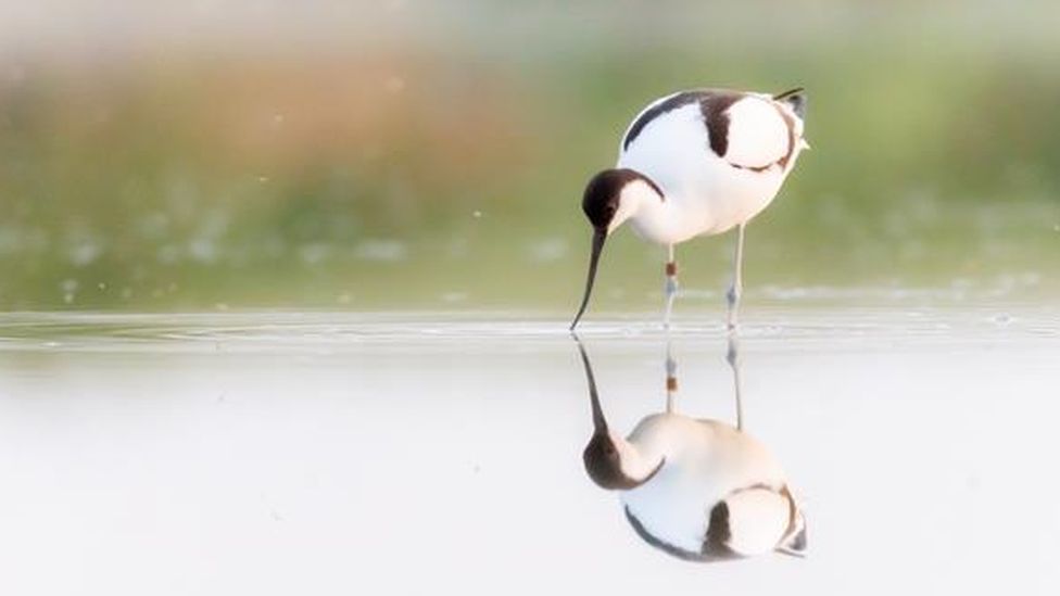 bird in standing in water and dipping beak