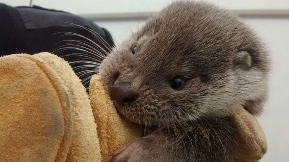 The young otter discovered on the Kenfig industrial estate