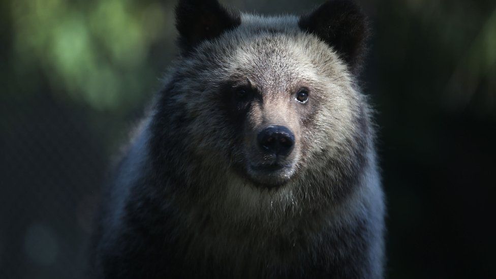 Grizzly bear cub named Juneau stands during her first day out in the public at the Palm Beach Zoo on December 17, 2015 in West Palm Beach, Florida.