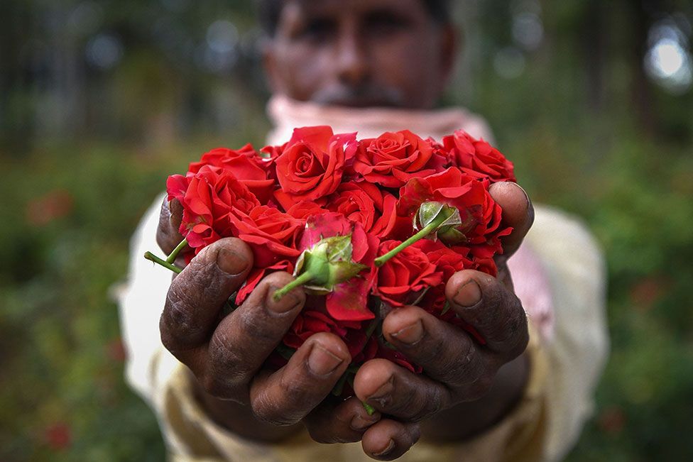 A farmer holds a handful of red roses to the camera in Bangalore, India