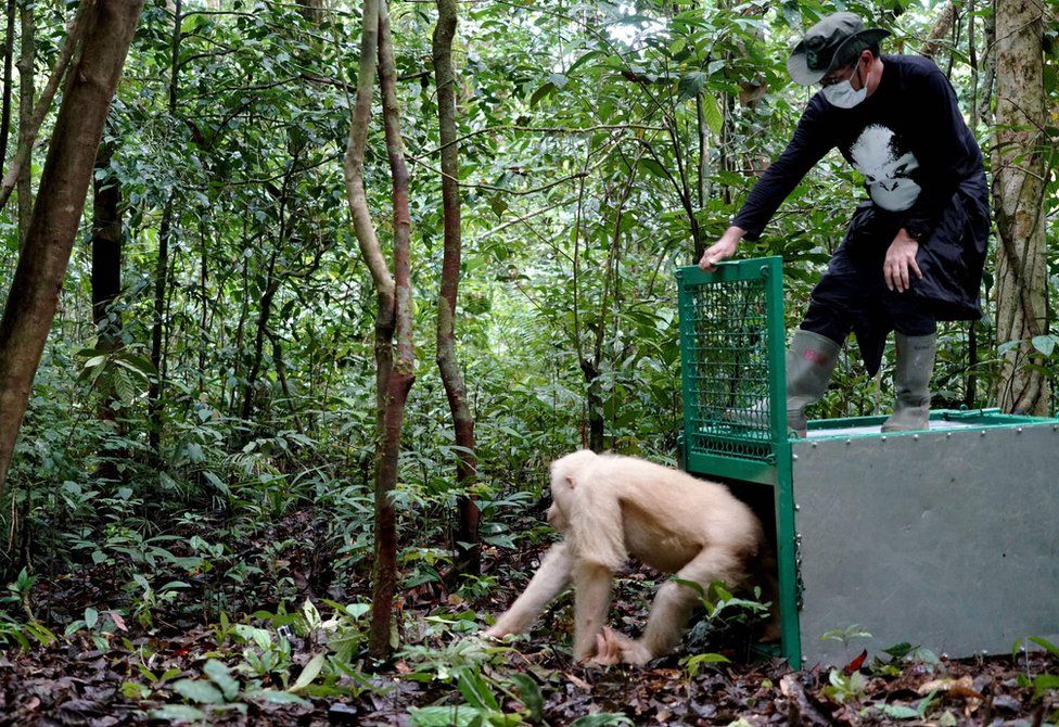 Orangutan Alba being released into the wild from a cage