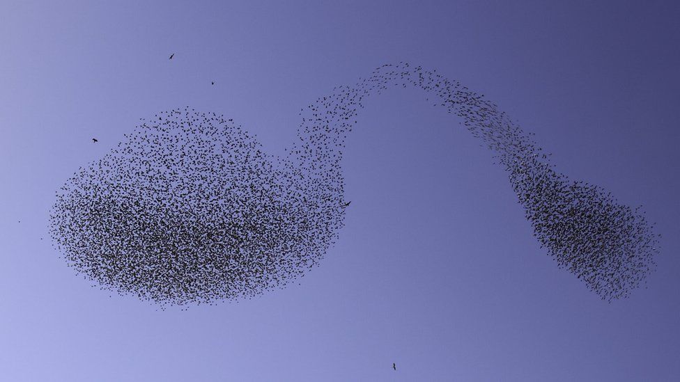Starlings in shape of a bent spoon