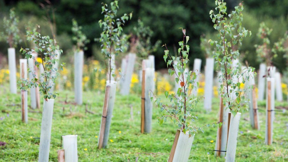 Tree saplings of native UK species