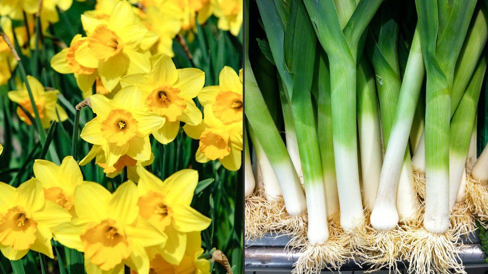 Daffodils and leeks