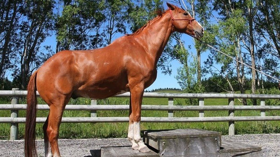 Horse, generic image