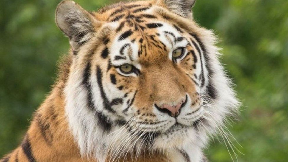 Tiger Sinda