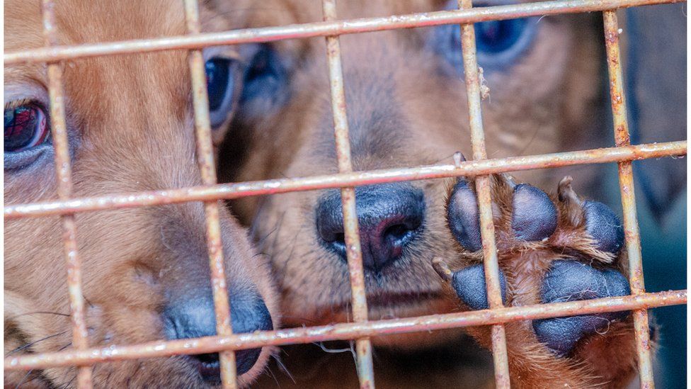 Two dogs in a cage