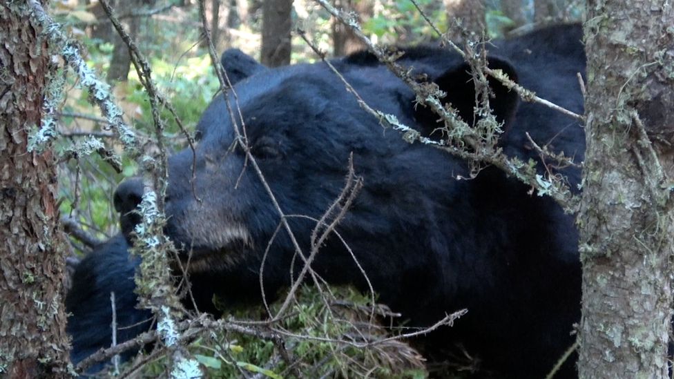 Bear that has been trapped and killed by hunters