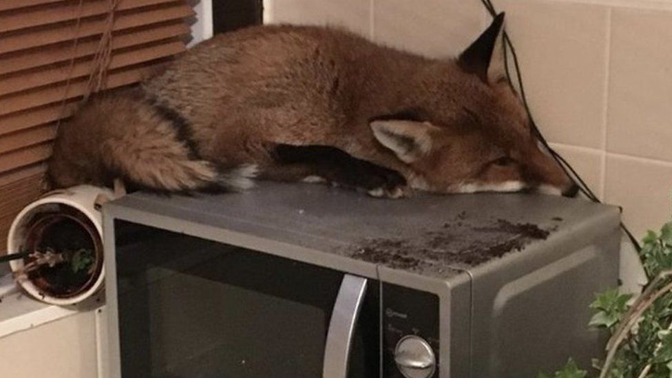 Fox on microwave