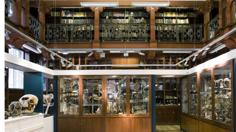 The UCL Grant Museum of Zoology