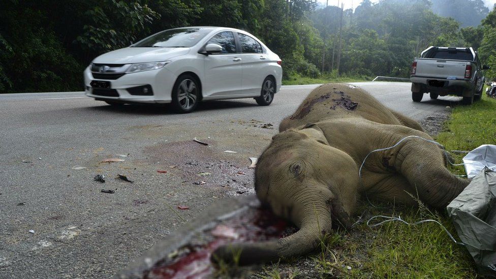 The baby elephant lies dead on a Malaysian highway