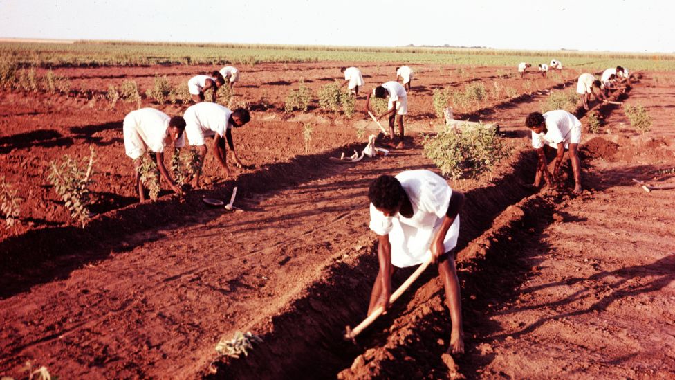 Workers dig out furrows in a field to allow circulation of irrigation water in Gezira, Sudan - 1963