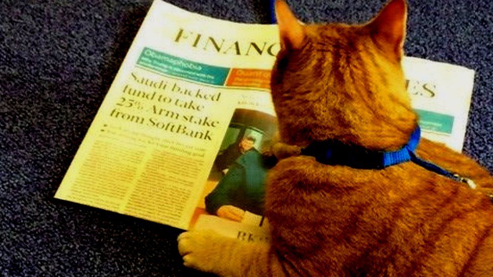 Cat reading the FT