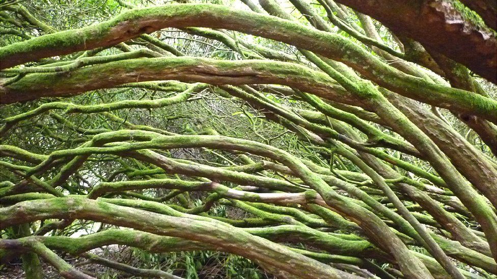 Rhododendron branches