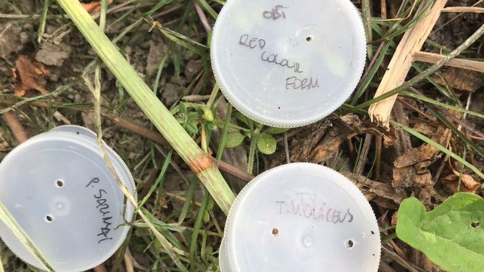 Spider were found abandoned in pots in a Derbyshire car park