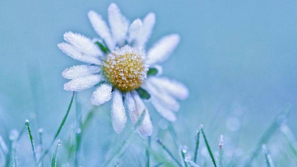 Daisy in frost