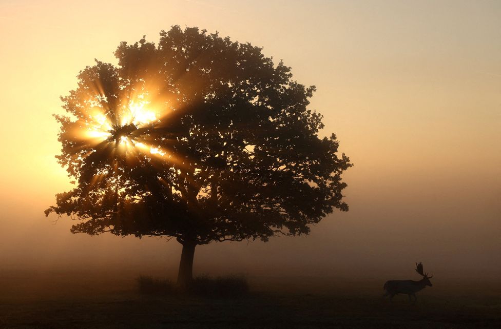 A deer and early morning fog in Richmond Park, London, 15 September 2023.