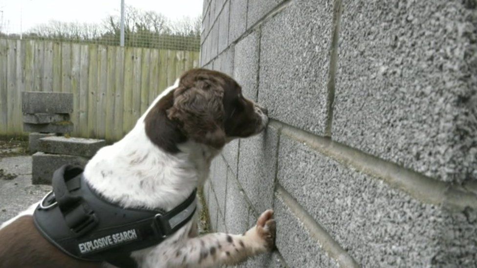 Police dog Bella freezes to indicate she has found the explosive substance she was tasked to find