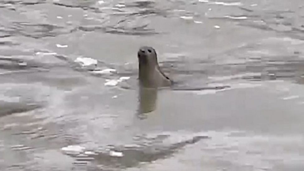 Smiley seal spotted in Ely social media hit BBC News