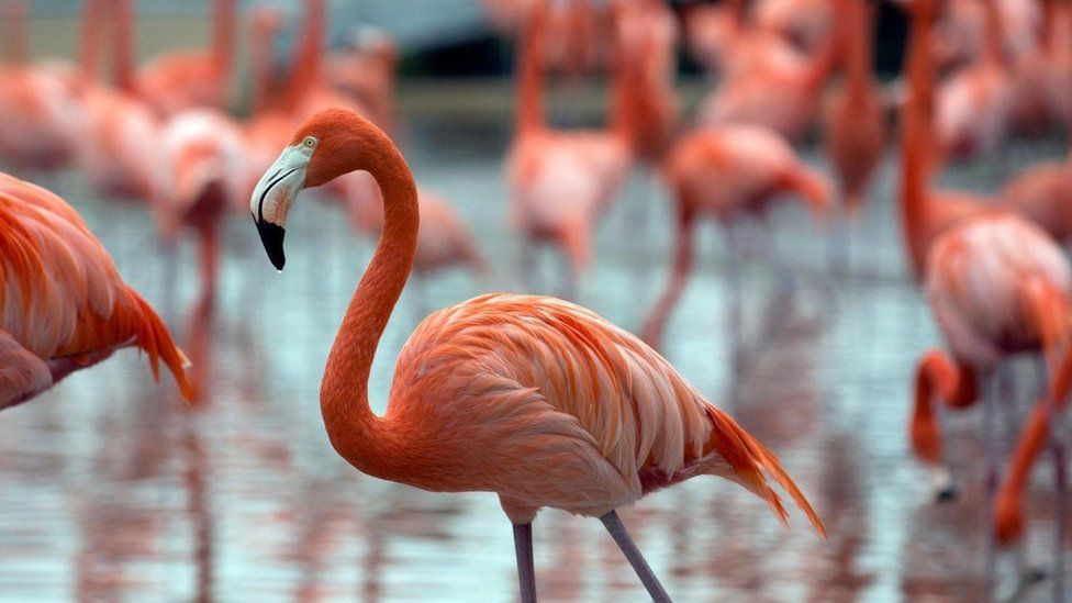 Resultado de imagem para os flamingos kitsch dos estados unidos