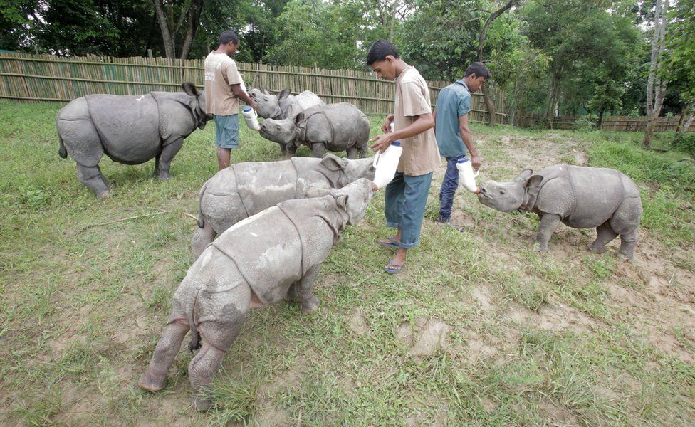 India Rhinos: Rescued Calves Adjust To Life After Floods - Bbc News