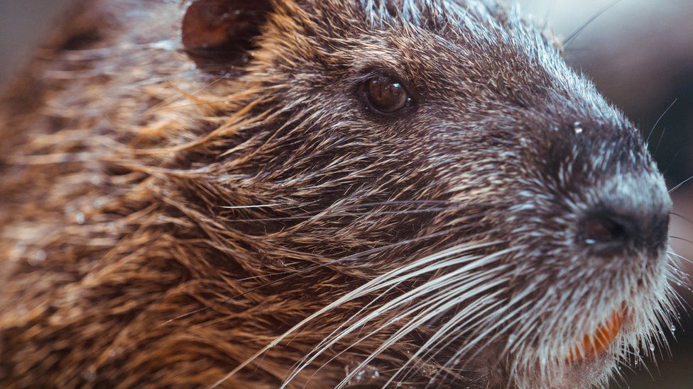 Re-wilding: Plans announced for reintroducing beavers to UK - BBC Newsround