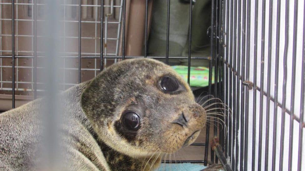 Recovered seal pup Zebedee