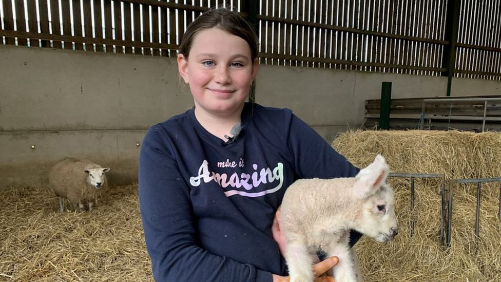 Coniston Beatrix Potter farm welcomes 'rare' triplet lambs - BBC News