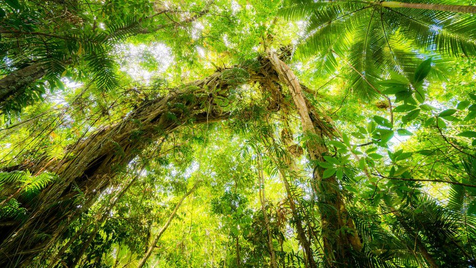Вид на полог тропического леса Дейнтри из лесной подстилки
