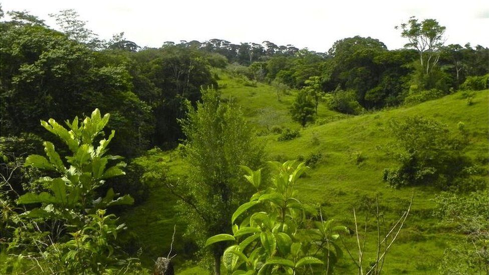Forest regeneration, Costa Rica (Image: Robin L Chazdon)