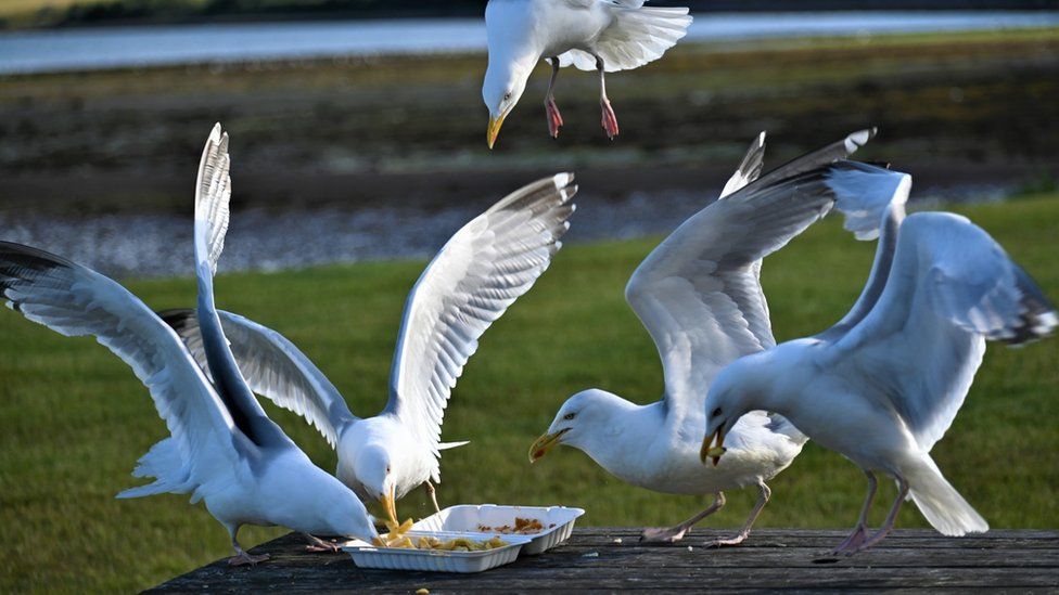 Gulls eating chips