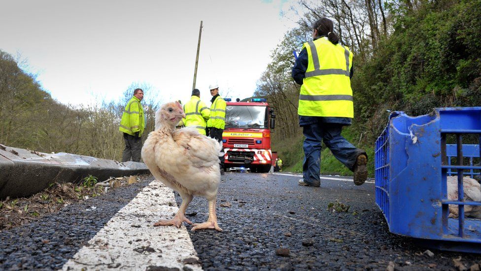 A chicken on the road following the crash on the A40
