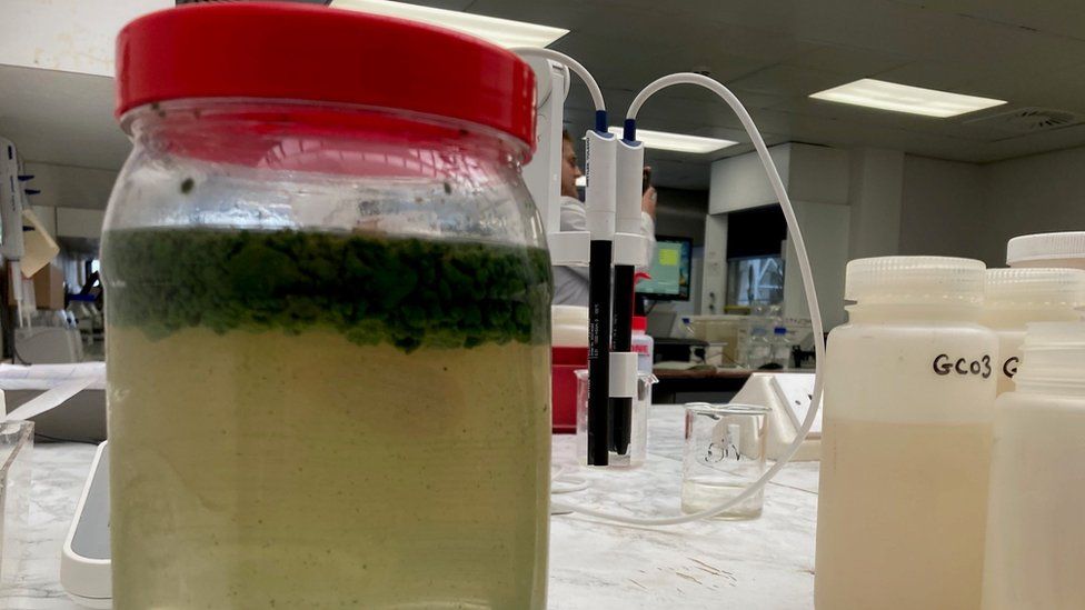 A blue-green algae water sample