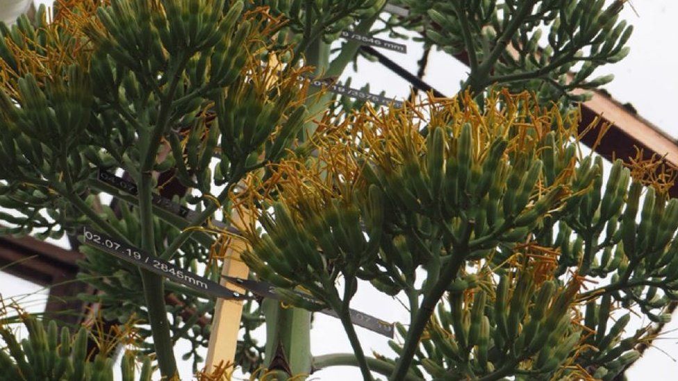 Agave plant