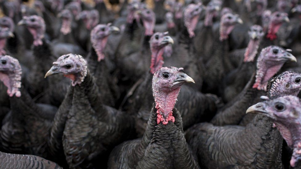 Rows of bronze turkeys