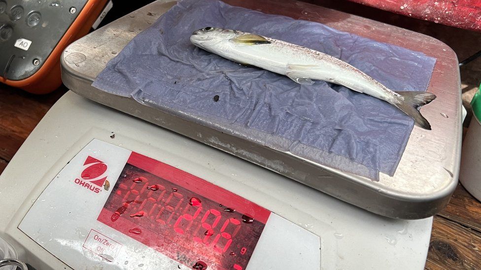 A juvenile salmon laying on a digital scale